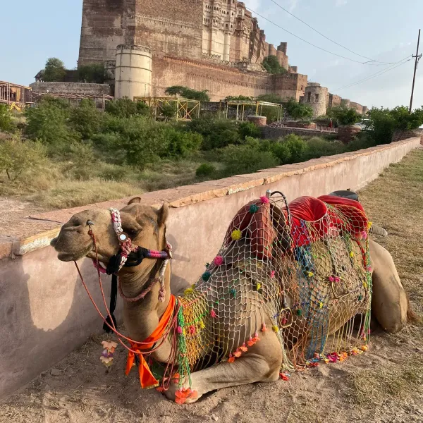 A decorated camel resting below the walls of Mehrangarh Fort in Jodhpur