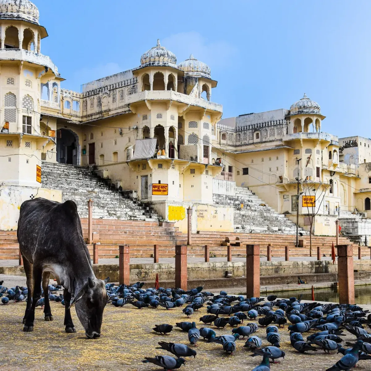 A cow and flocks of pigeons on the ghats beside the lake in Pushkar