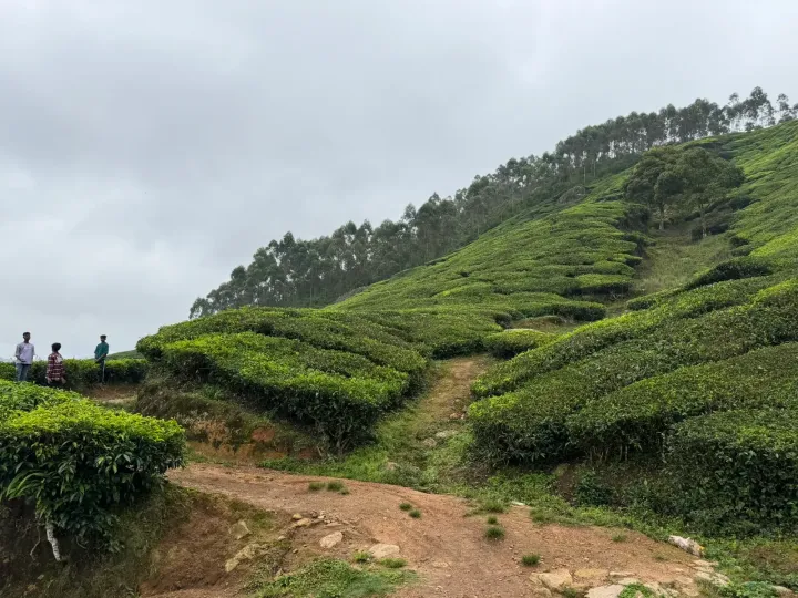Tea bushes covering a hillside beneath eucalyptus trees near Munnar