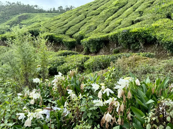 White lilies blooming in front of terraced tea gardens in Munnar