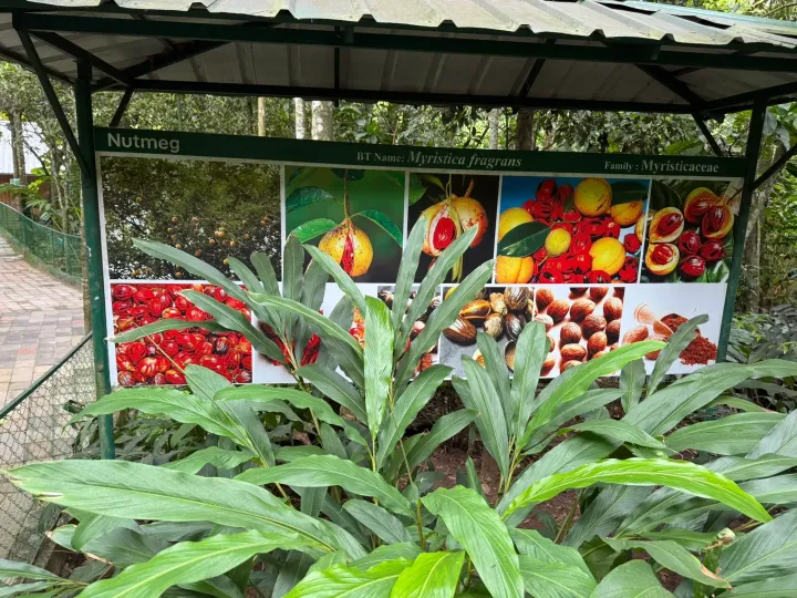 Cardamom plants and an information board about nutmeg in a spice garden near Thekkady